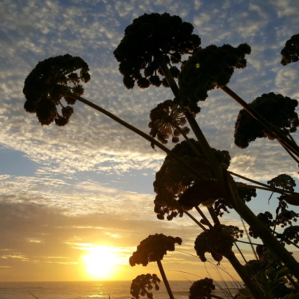 Meet your Posher, Peter